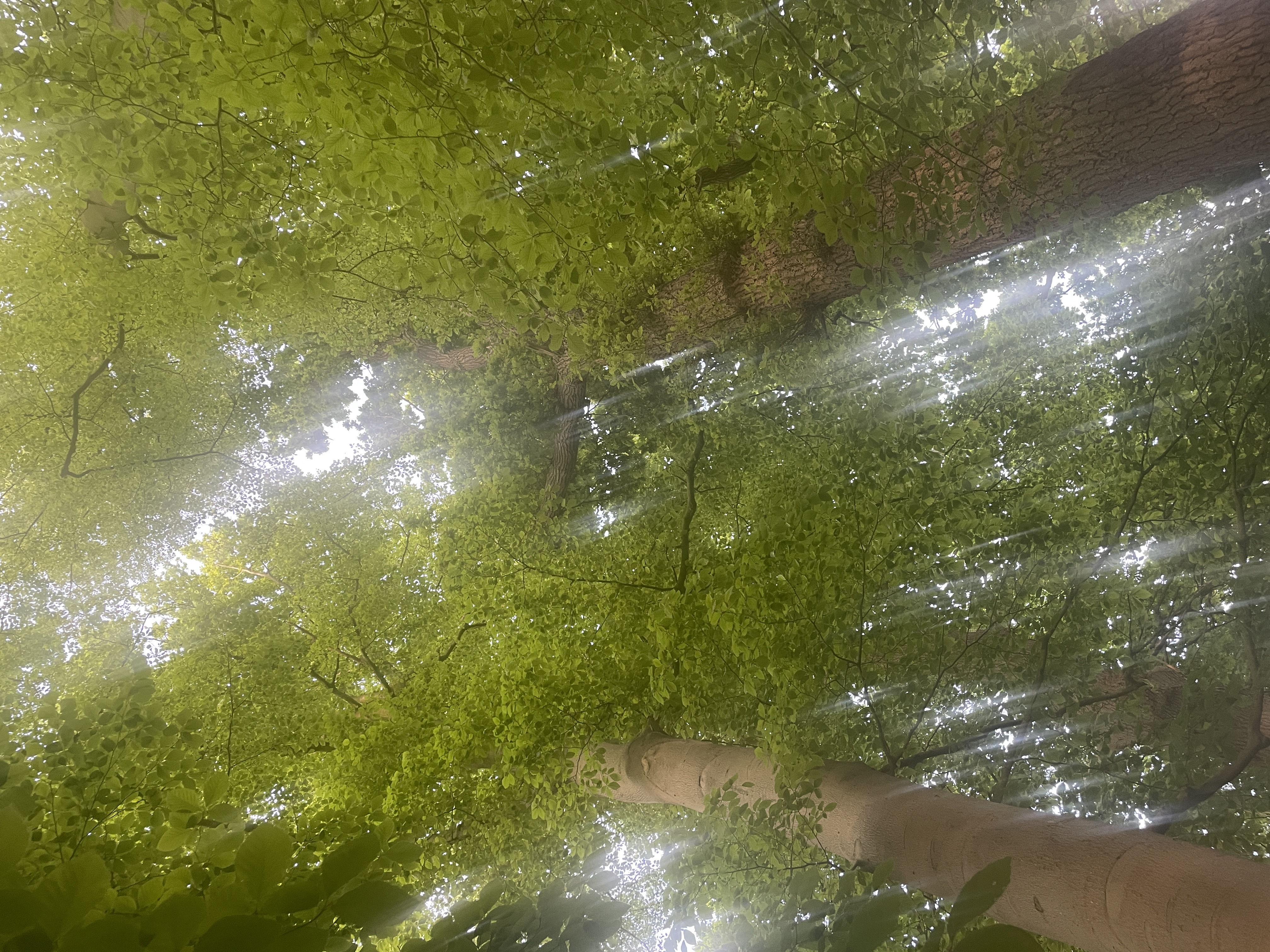 In the forest